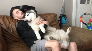 This is how I’m certain some husky dogs love to cuddle [upl. by Aivatco]