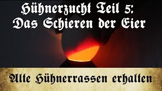 Zucht alter Hühnerrassen  Teil 5 Das Schieren der Bruteier an Tag 7 14 und 17 [upl. by Tyrone115]