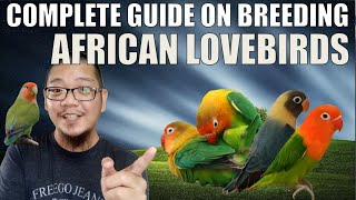 HOW TO BREED AFRICAN LOVEBIRDS COMPLETE GUIDE [upl. by Eustazio902]