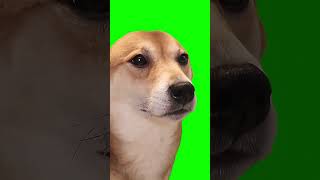 Perro moviendo cabeza a ritmo de música memes meme greenscreen pantallaverde perros [upl. by Almira196]