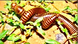 Two millipede are breeding and give a newborn at rainy season  millipede video  catch insect [upl. by Primaveria]