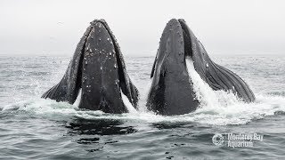 Humpback Whales Lunge Feeding In Monterey Bay [upl. by Uella54]