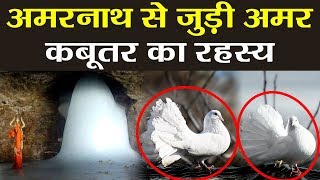 Amarnath Mystery अमरनाथ की गुफा में हैं अमर कबूतरों का जोड़ा होश उड़ा देगा रहस्य  वनइंडिया हिन्दी [upl. by Kcam]