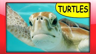 TURTLE FACTS for Preschoolers  Fun Educational Video about Turtles for Kids Toddlers [upl. by Siuqaj484]