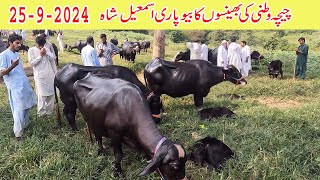 Chichawatani buffaloes in dongi mandi kotli mirpur punjab kharian mandi  Dsiry farm sarai alamgir [upl. by Sherie]