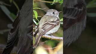 Hammonds Flycatcher Song Video Nature Sounds of Birds [upl. by Ennayr]