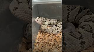 😱 Crotalus scutulatus snake ka dahad suno 🐍wildlife snake youtubeshorts viralshorts [upl. by Howzell425]