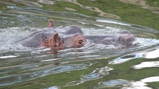 Nijlpaarden Nijlantilopen Sitatoengas  Hippos  Nile lechwes  sitatungas  Beekse Bergen [upl. by Tilagram279]