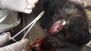 Dog ear hematoma Surgical treatment [upl. by Drol691]