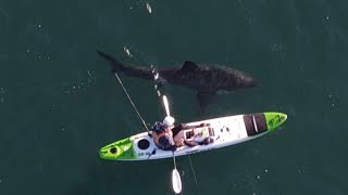 Kayak Shark Encounter with drone footage [upl. by Frymire]