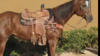 Team Roping Horse For Sale wwwjakebarnesropehorsescom [upl. by Shanan559]