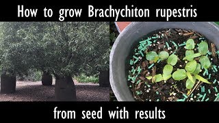 How to grow Brachychiton rupestris Queensland bottle tree from seed with results [upl. by Anelahs133]