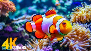 Aquarium 4K VIDEO ULTRA HD 🐠 Beautiful Coral Reef Fish  Relaxing Sleep Meditation Music 62 [upl. by Enilrek]