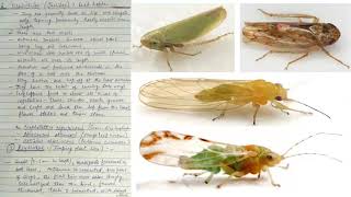 Order Homoptera characterstics amp classification [upl. by Fang]