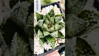 Haworthia Herbacea Hybrid haworthia haworthiapakistan plants cactus succulents [upl. by Eilarol]