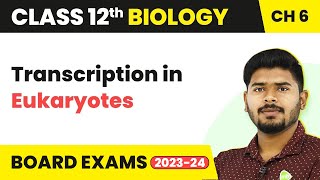 Class 12 Biology Chapter 6  Transcription in Eukaryotes  Molecular Basis of Inheritance 202223 [upl. by Blynn]