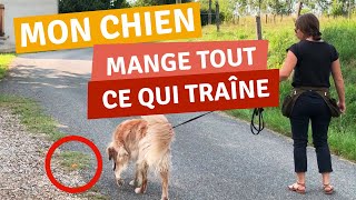 REFUS DAPPÂT AU SOL CHEZ LE CHIEN 🐕 [upl. by Irrac]