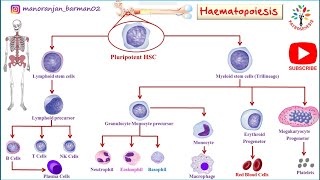 Hemopoiesis physiology।। Formation of blood cells ।। PATHOGENESIS ।। BarmanSir [upl. by Sikata]