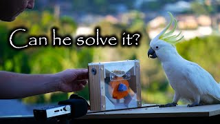 Only SOME Cockatoos can solve this puzzle Why [upl. by Assilana]