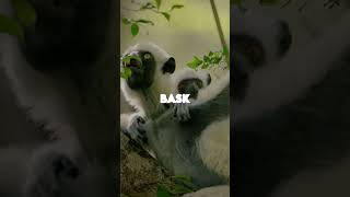 Lemur Sifaka Discover the Beauty and Biology of Madagascars Wildlife [upl. by Akinajnat]