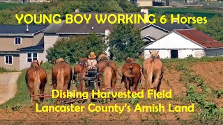 OLD ORDER AMISH Disking Tobacco Field With HORSE TEAM Cover Crop Prep in Lancaster County PA [upl. by Nataniel14]