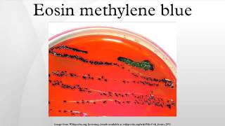 Eosin methylene blue [upl. by Nnylorac]