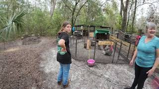 Turkey Hollow Farm in Morriston FL [upl. by Melosa]