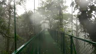 What to See in MONTEVERDE CLOUD FOREST COSTA RICA ecotourism [upl. by Kalina]