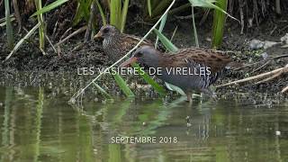 les vasières de Virelles [upl. by Halette]