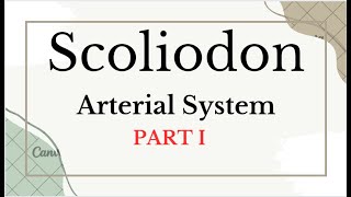 scoliodon arterial system part I [upl. by Garrett]