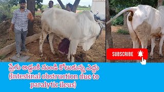 ప్రేగు అడ్డంకి నుండి కోలుకున్న ఎద్దు  Intestinal obstruction due to paralytic ileus in cattle [upl. by Junia]