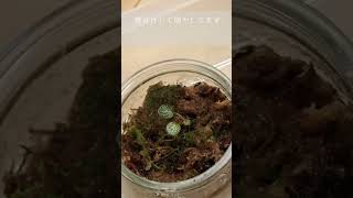 Vlogユキノシタ（Saxifraga stolonifera）成長記録 [upl. by Yelkreb866]