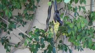 Cyprus Whip Snake Vs Chameleon [upl. by Natsud]