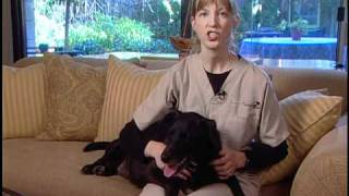 How to Care for a Dog with Degenerative Myelopathy [upl. by Evslin]