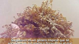 Sargassum  Una PHAEOPHYTA tropical [upl. by Tnilc224]