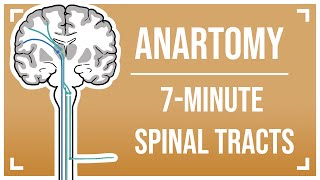 SevenMinute Spinal Tracts [upl. by Lily151]