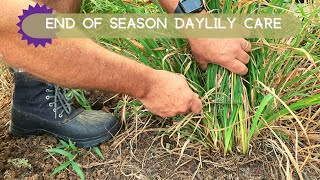 Daylilies Finished Blooming Heres What to Do  Oakes Daylilies [upl. by Loginov386]