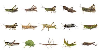 🦗 Learn Grasshopper Types in English Types of Grasshoppers English Names of Grasshopper Species🦗🦗🦗 [upl. by Llehcnom]