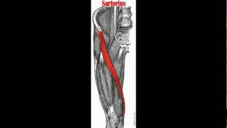 Sartorius Muscle Anatomy amp Physiology [upl. by Namajneb]