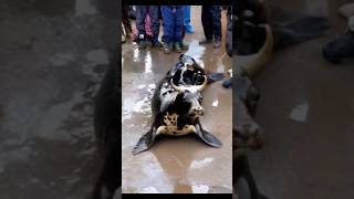 The giant fishcow ♈ viral wildlife seafish shorts like subscribe TEACHINGDEMO20 [upl. by Haas]