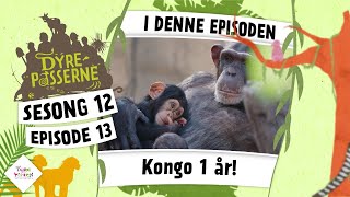 Kongo fyller 1 år  Dyrepasserne S12 E13 [upl. by Anastasia]