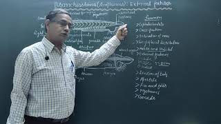 External features of BranchiostomaAmphioxus [upl. by Dazhehs]