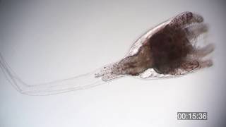 Ascidian tadpole larva metamorphosis  Botrylloides niger [upl. by Aimet]