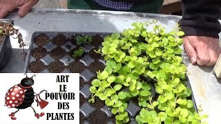 JardinageComment Bouturer un lysimachia nummularia Plante vivace [upl. by Noraa]