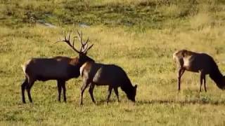 Wild Elk Rut Elk County PA October 2016 [upl. by Rehpatsirhc]