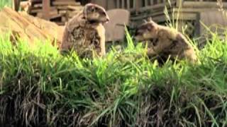 Geico Commercials Part1  Cavemen Woodchucks Little Piggy and more [upl. by Aihsyak912]