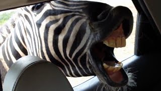 SAFARI ANIMALS  Worlds Funniest PEOPLE Reactions [upl. by Sorvats]