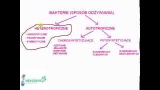 Lekcja biologii odżywianie bakterii  zadania maturalne [upl. by Aisenat]