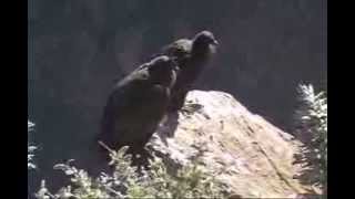 EL VUELO DEL CONDOR  COLCA TREKKING  AREQUIPA  PERU [upl. by Dorthy]