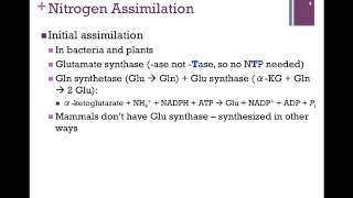 133Nitrogen Assimilation [upl. by Wulf128]